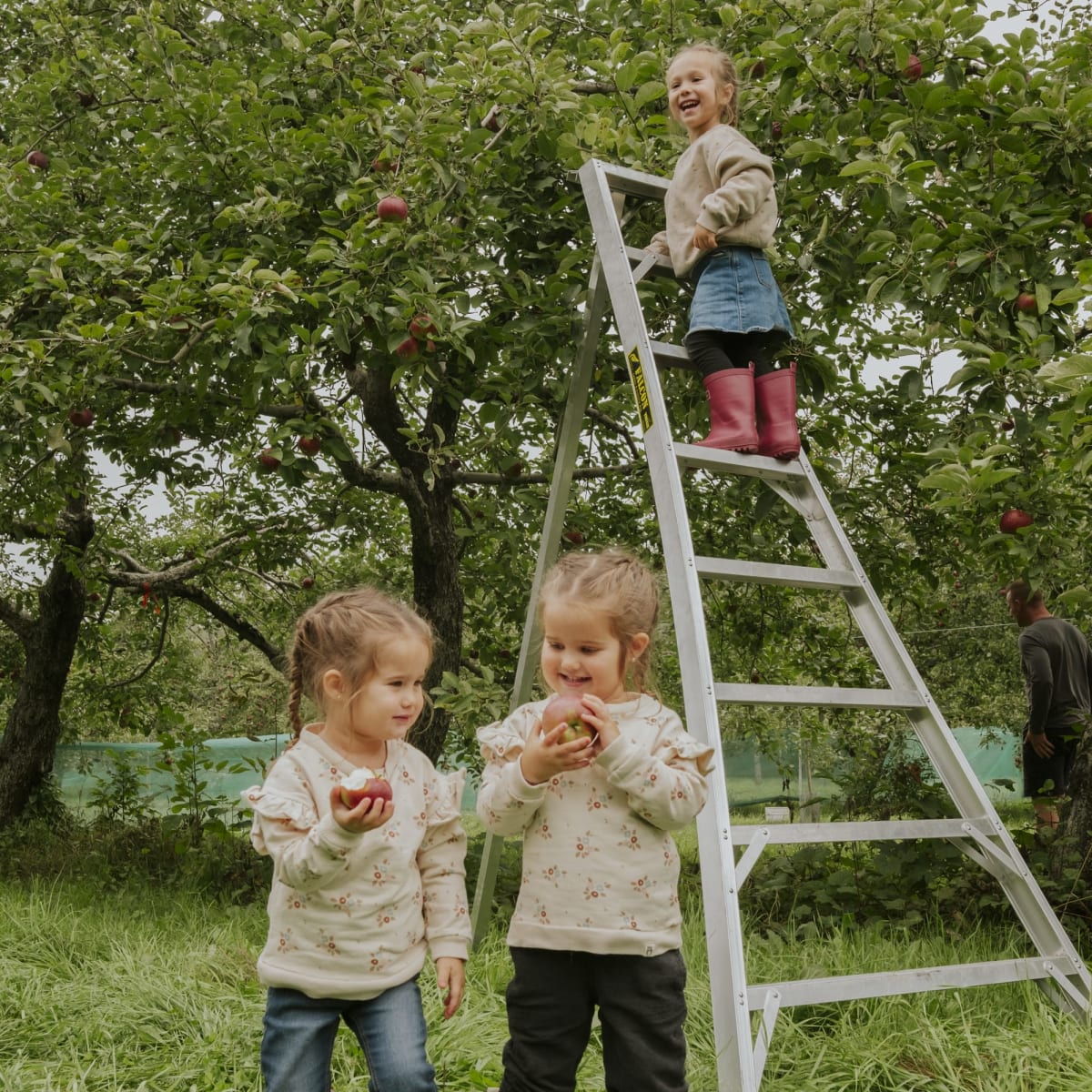 Girls and apple picking at the orchard.