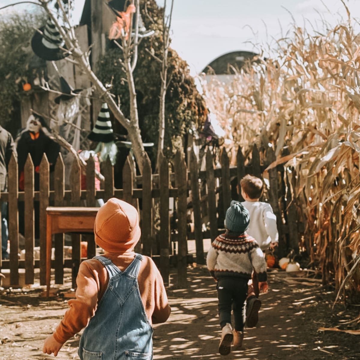 Children in a Halloween corn maze.