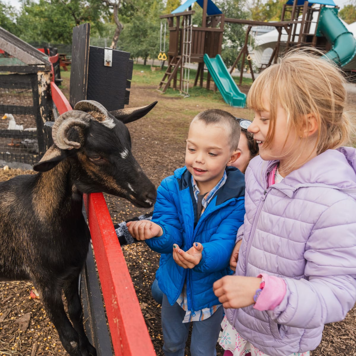 Enfants observant une chèvre au verger. 