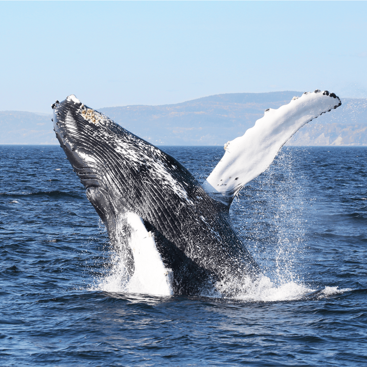 Viens voir les baleines