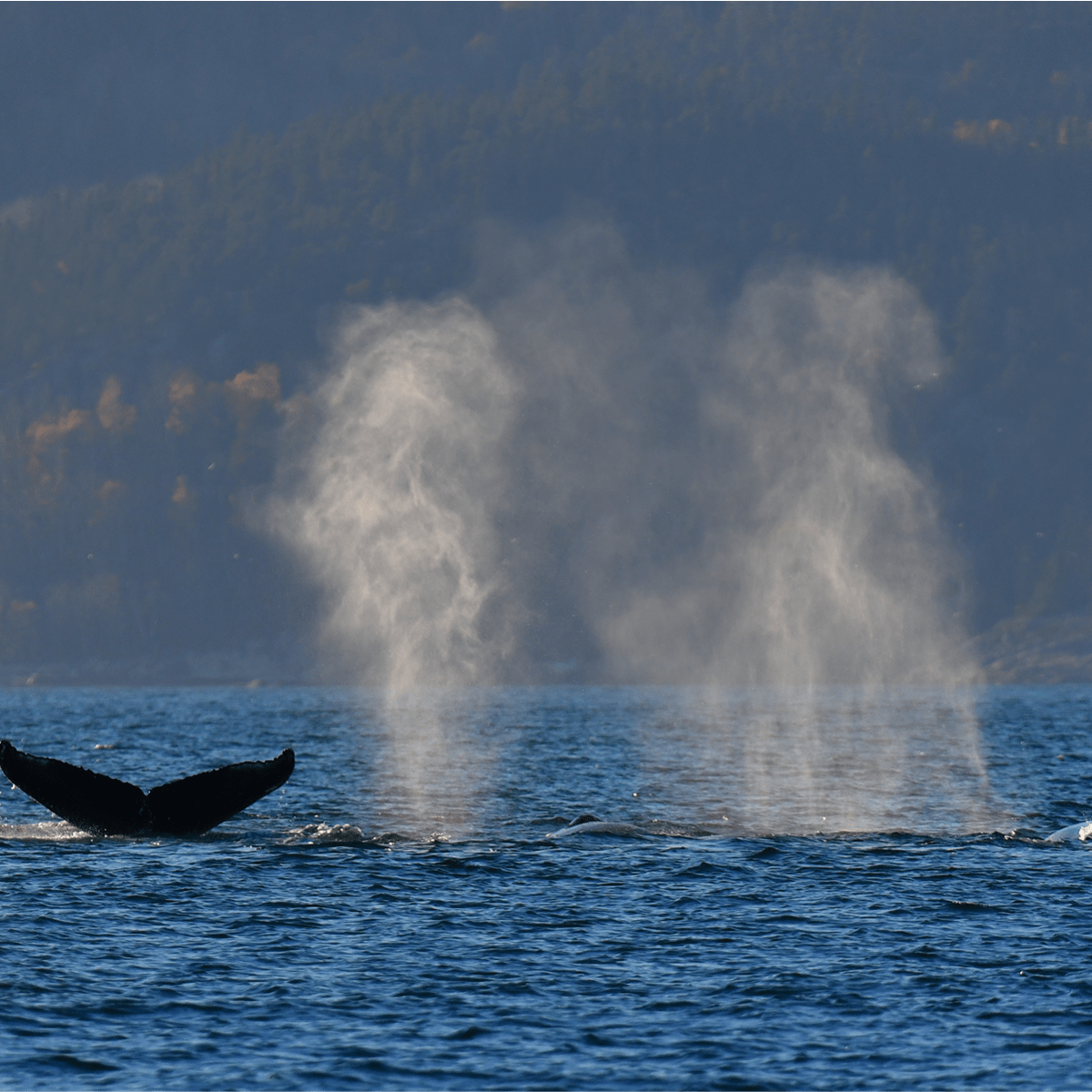 Viens voir les baleines