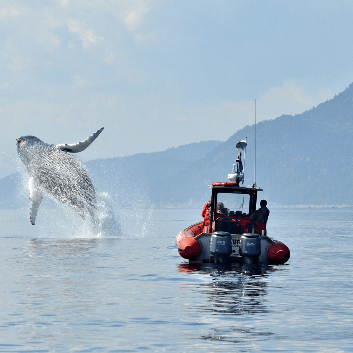 Viens voir les baleines