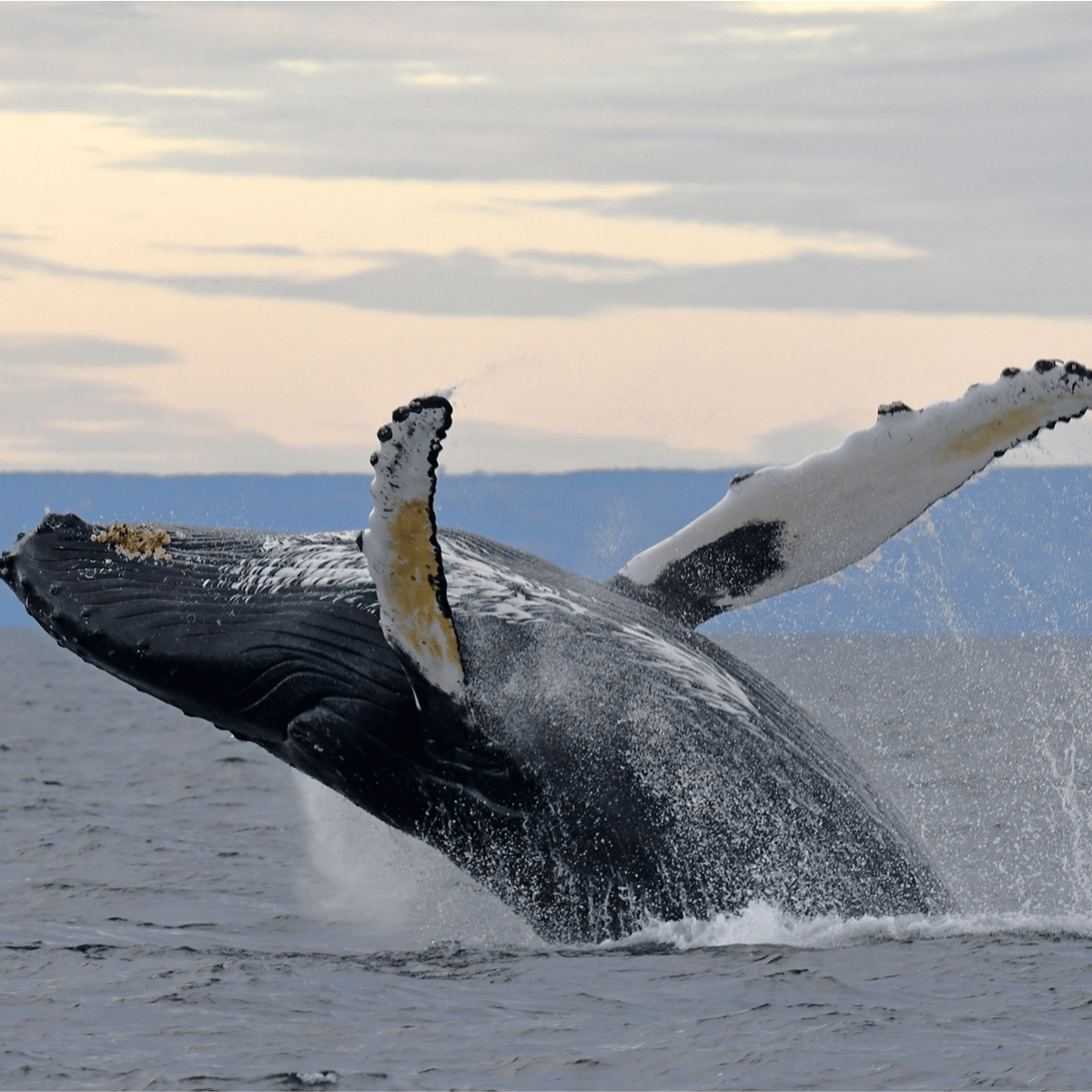 Viens voir les baleines