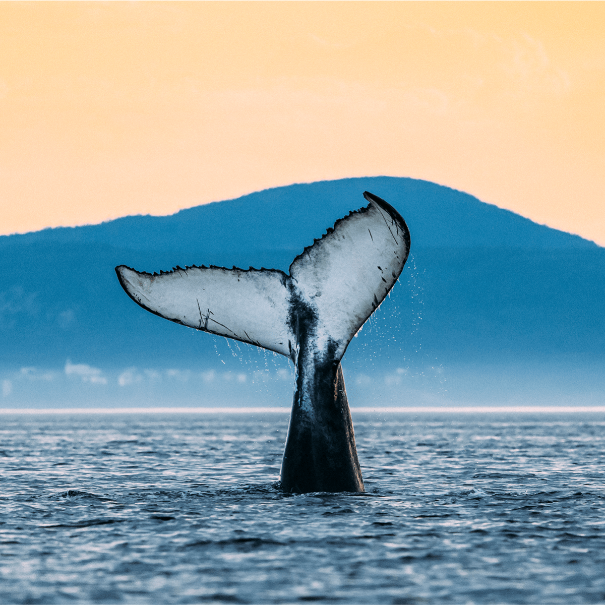 Viens voir les baleines