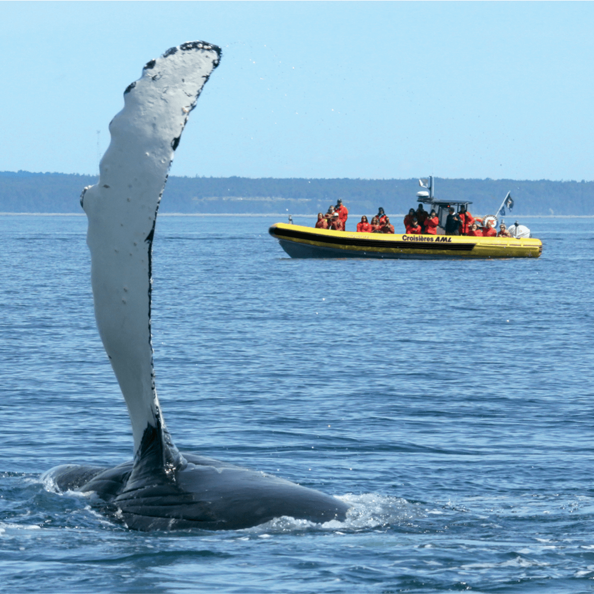 Viens voir les baleines