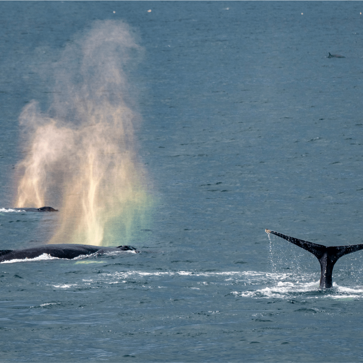 Viens voir les baleines