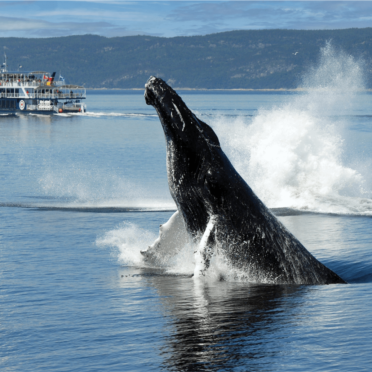 Viens voir les baleines