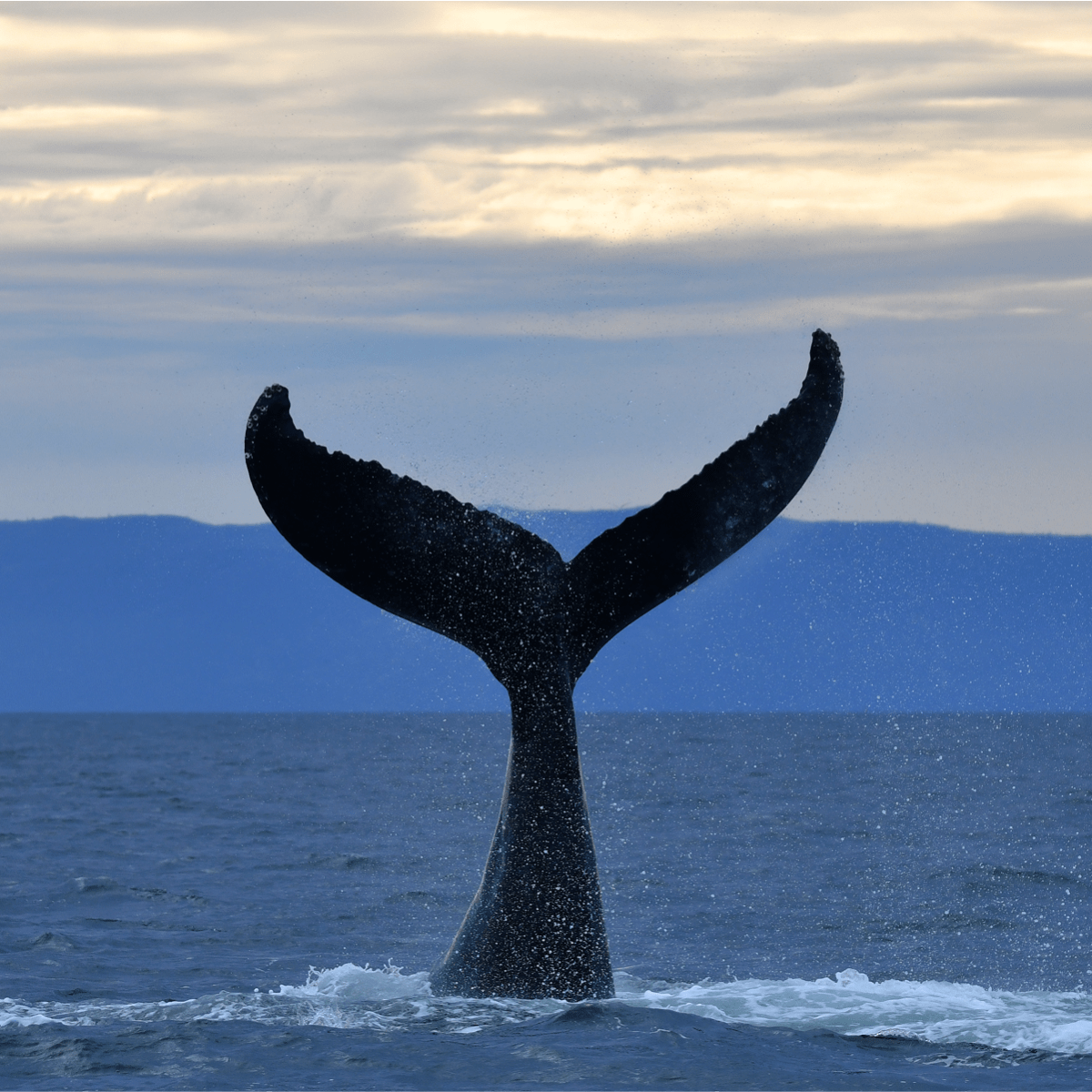 Viens voir les baleines