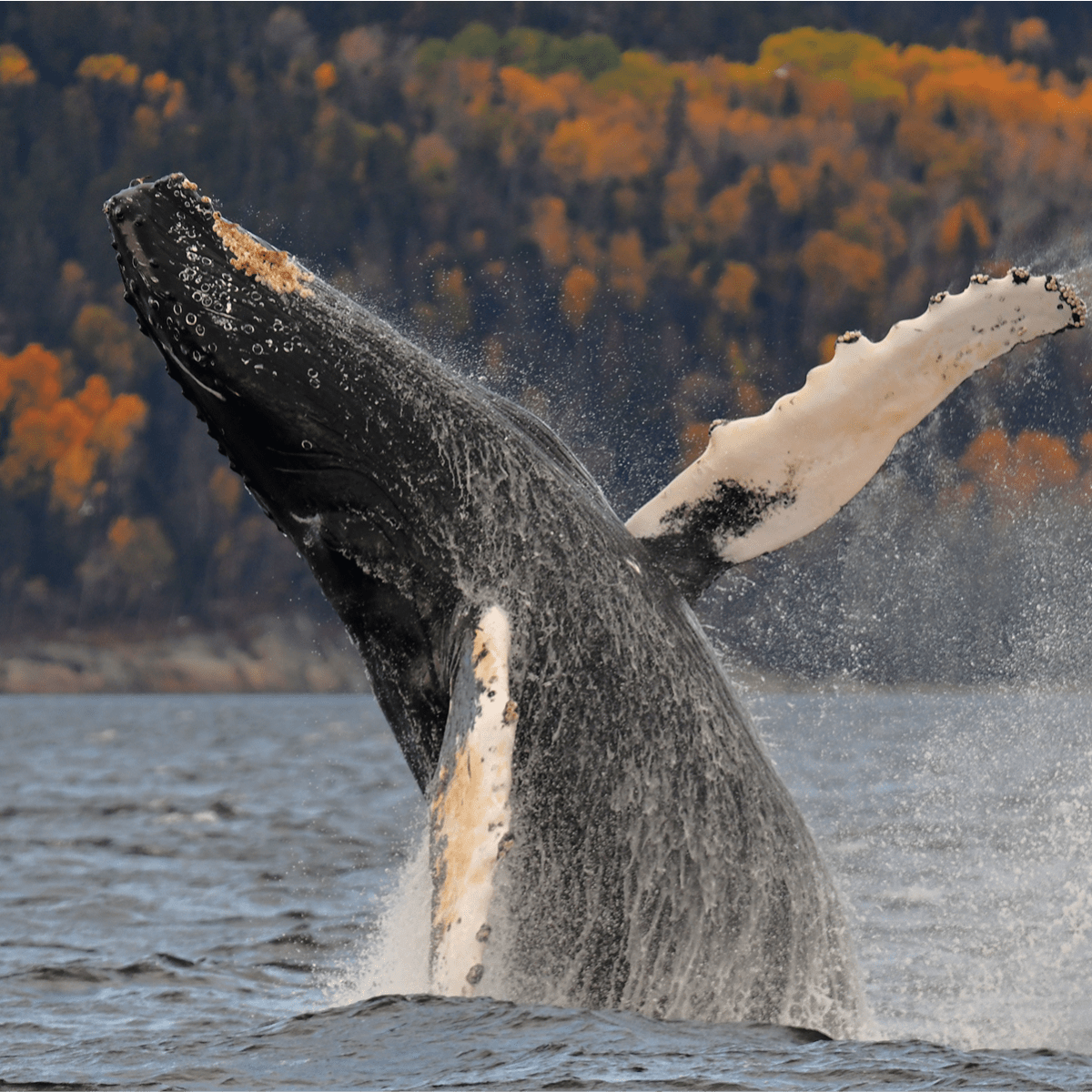 Viens voir les baleines