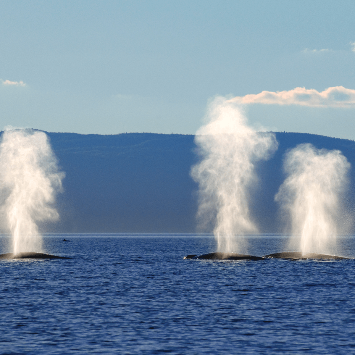 Viens voir les baleines