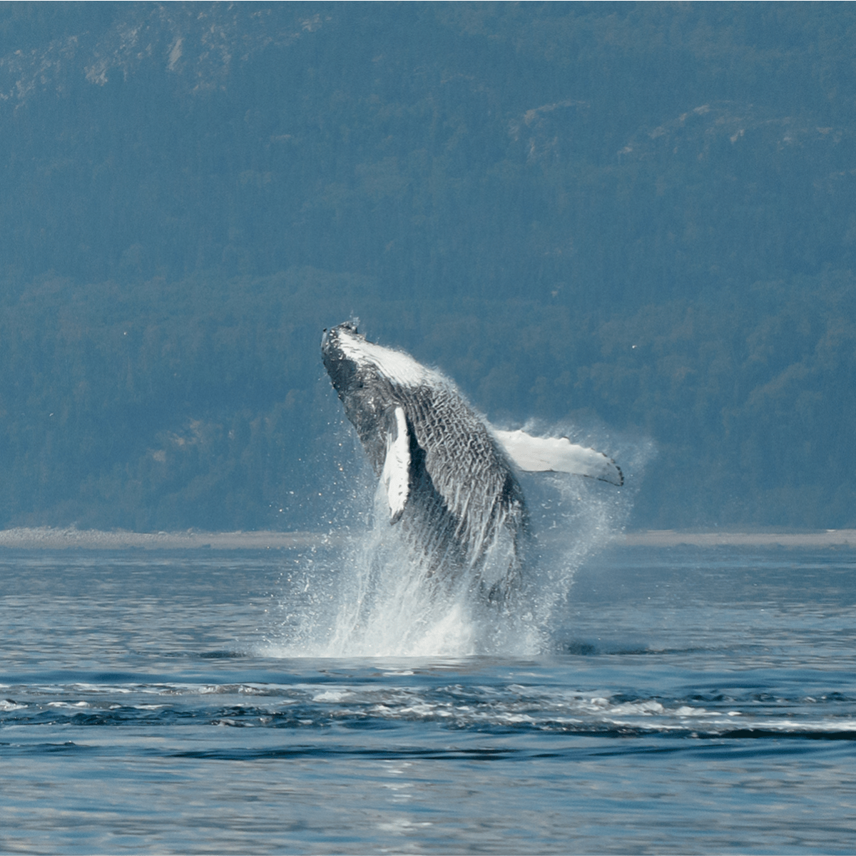 Viens voir les baleines