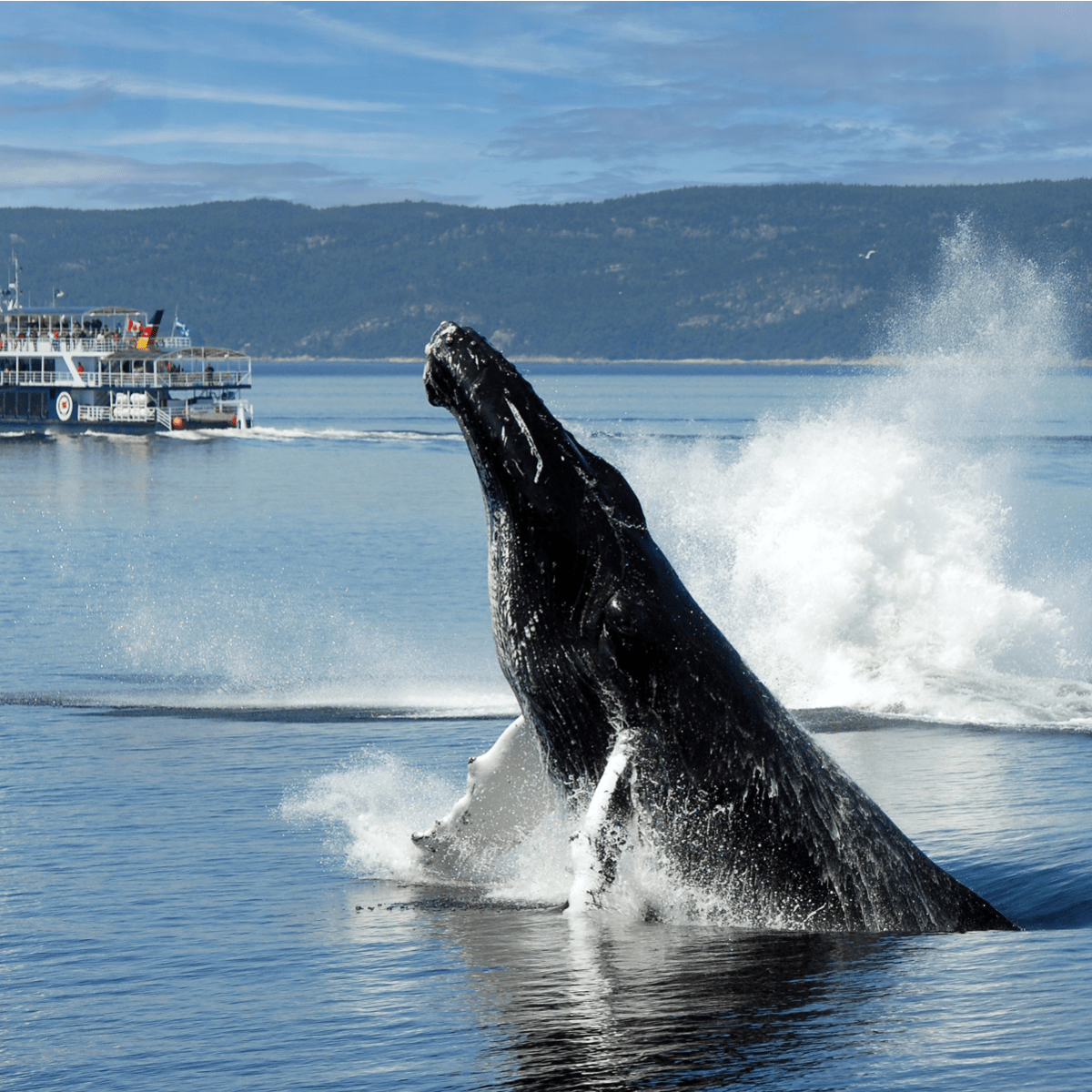 Whales of Quebec!
