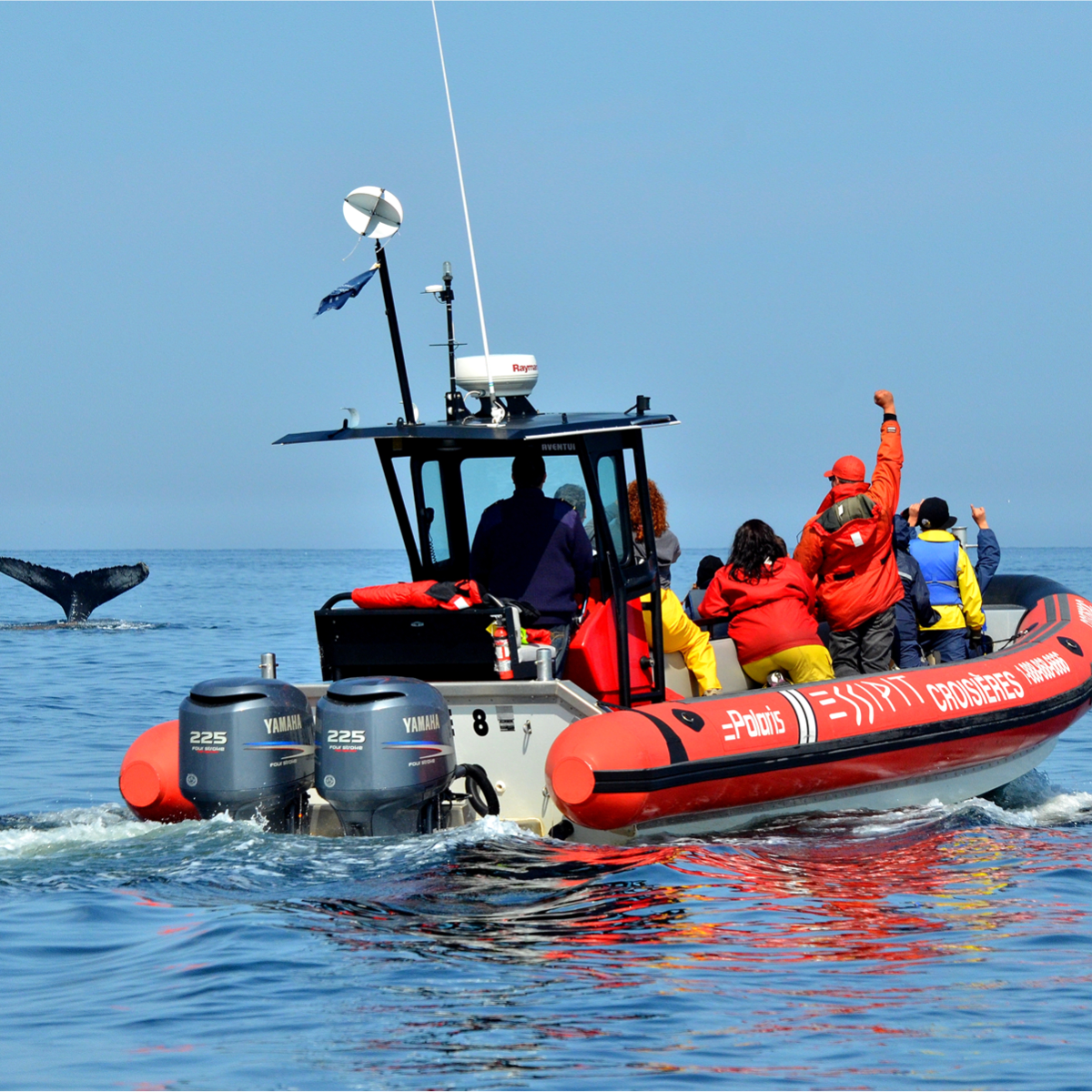 Whales of Quebec!