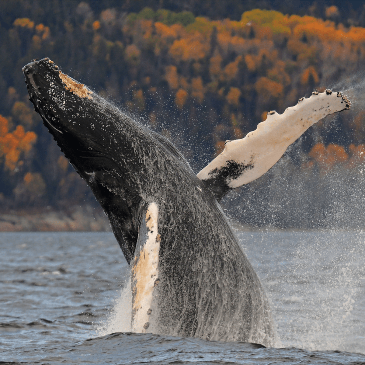 Viens voir les baleines : automne
