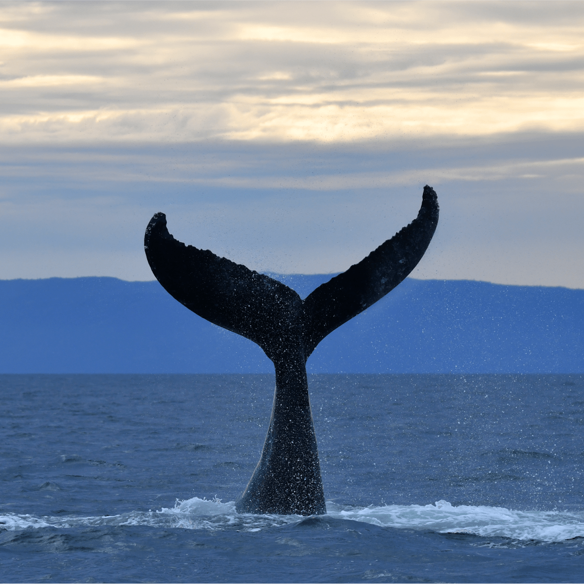 Viens voir les baleines : automne