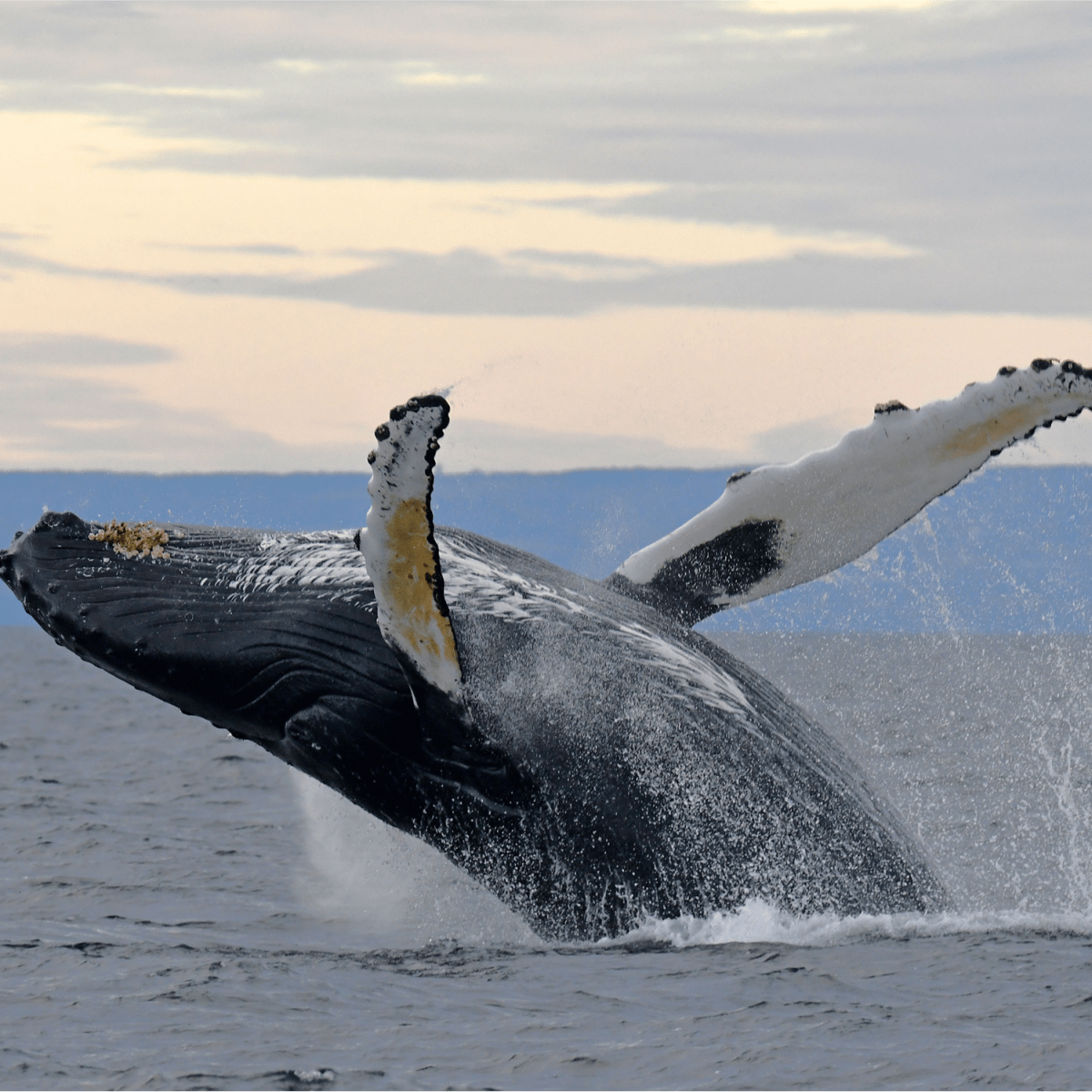 Viens voir les baleines : automne