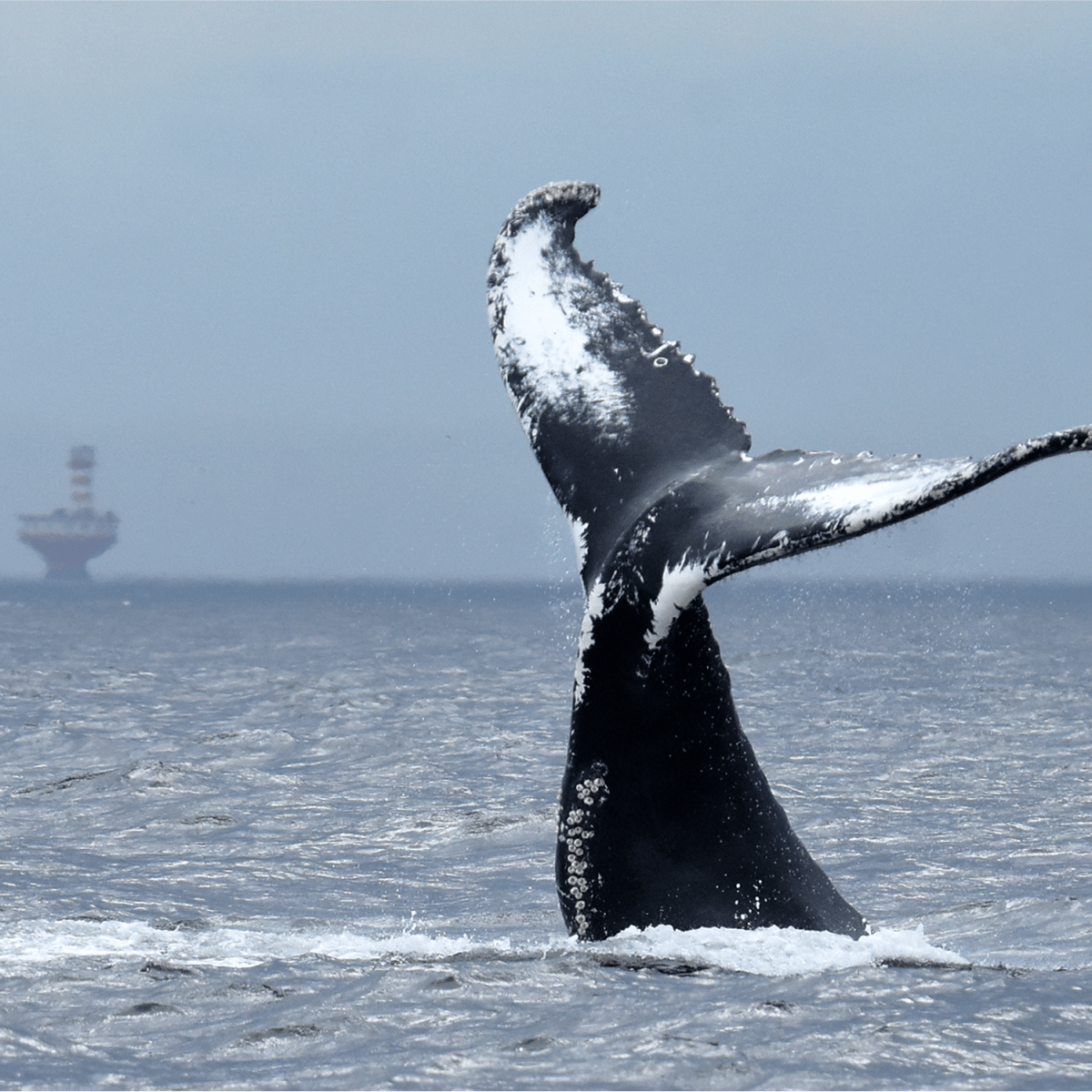 Viens voir les baleines : automne