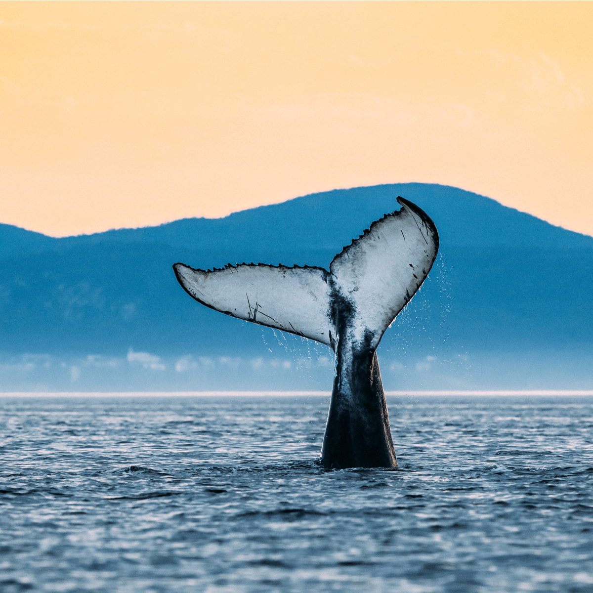 Whale tail