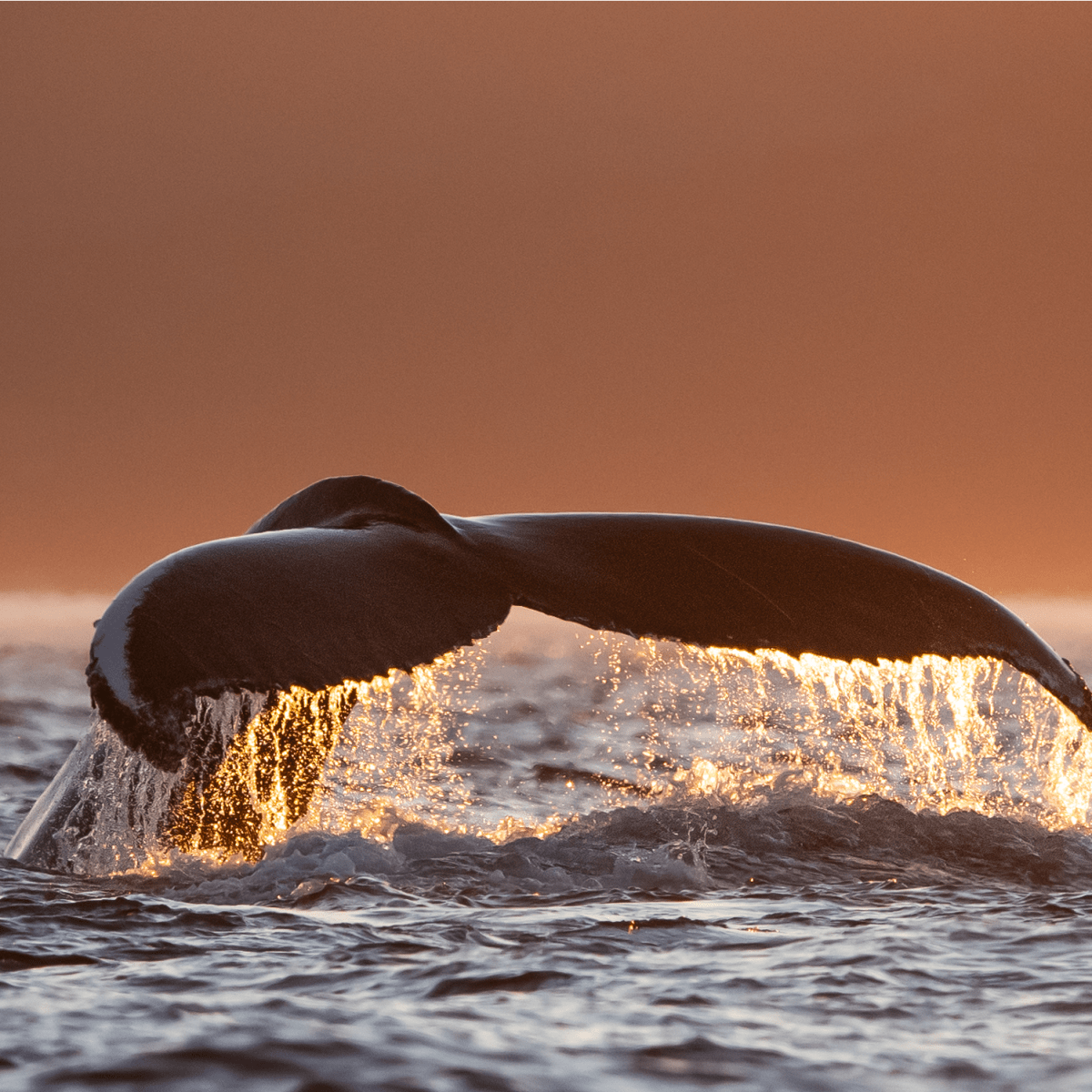 Whale tail