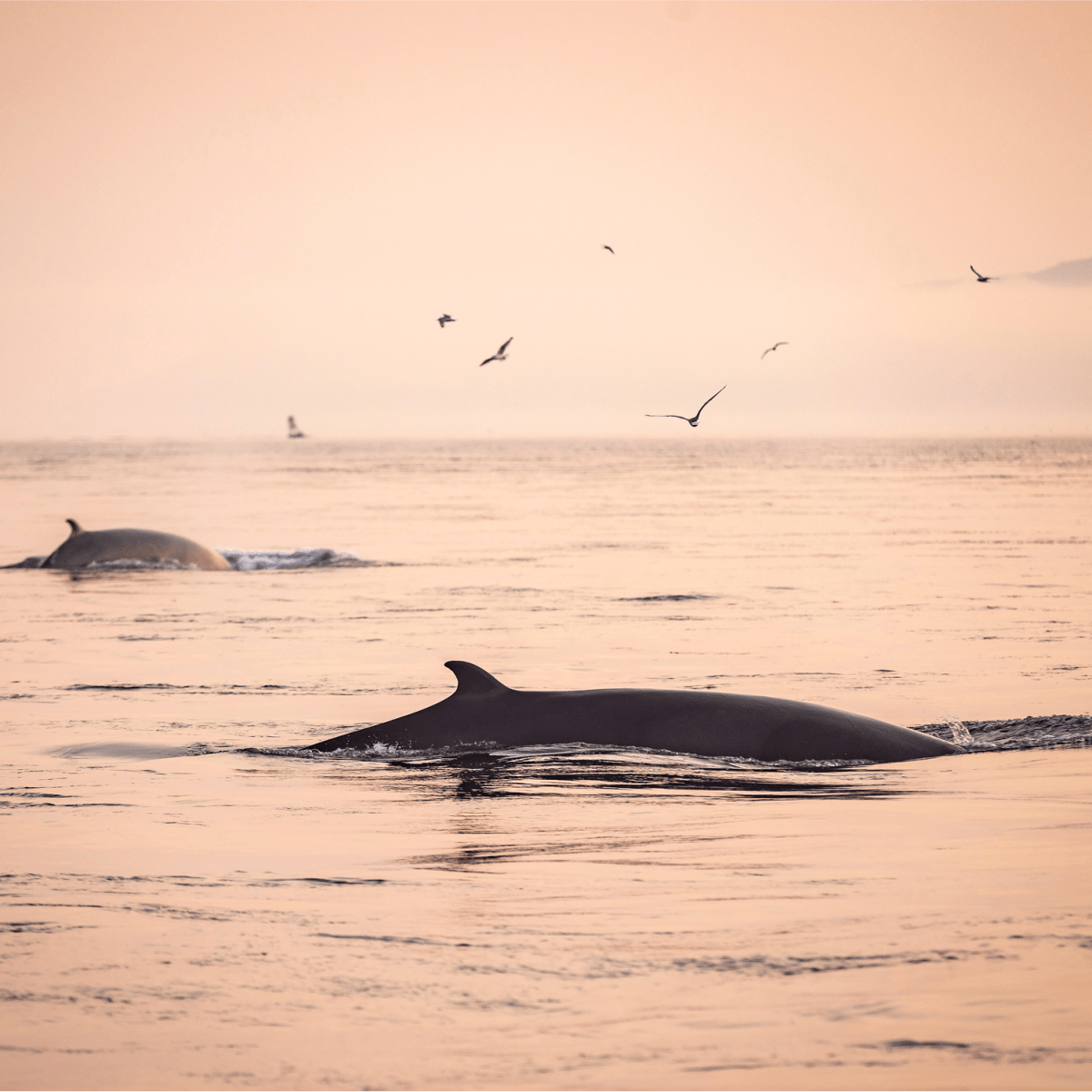 Whales breaching the surface