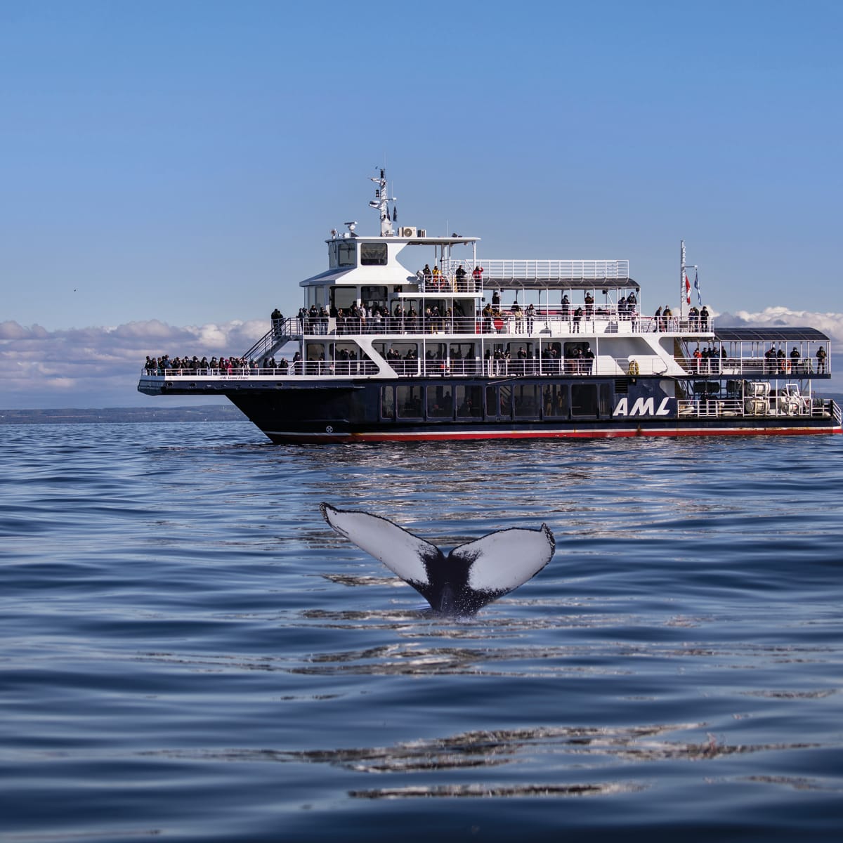 Cruise ship in the background and whale tail coming out of the water.