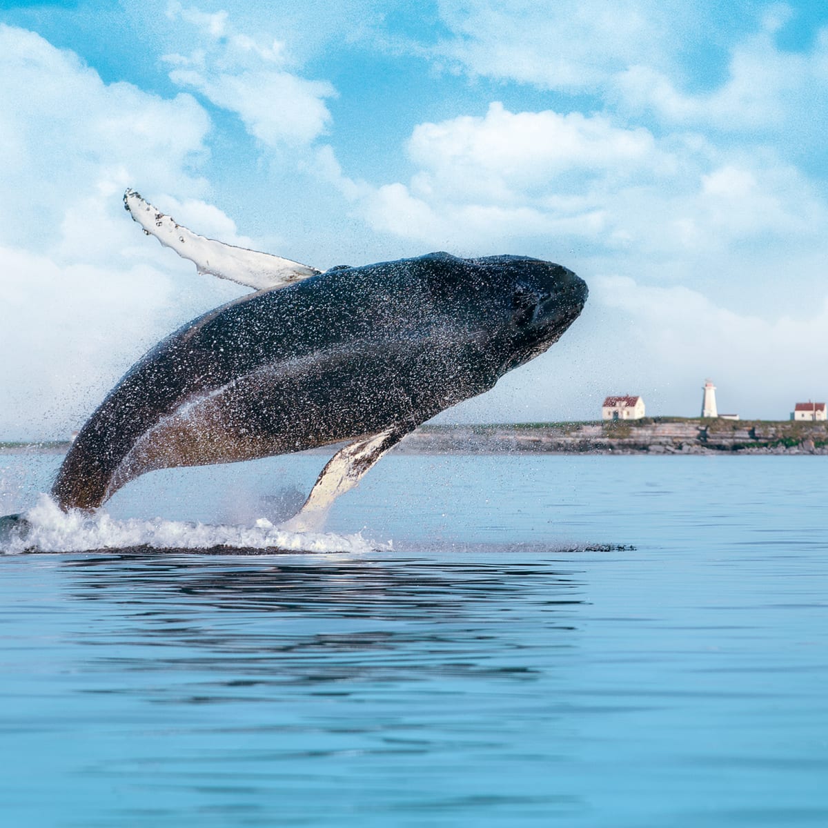 Whale emerging from the water.