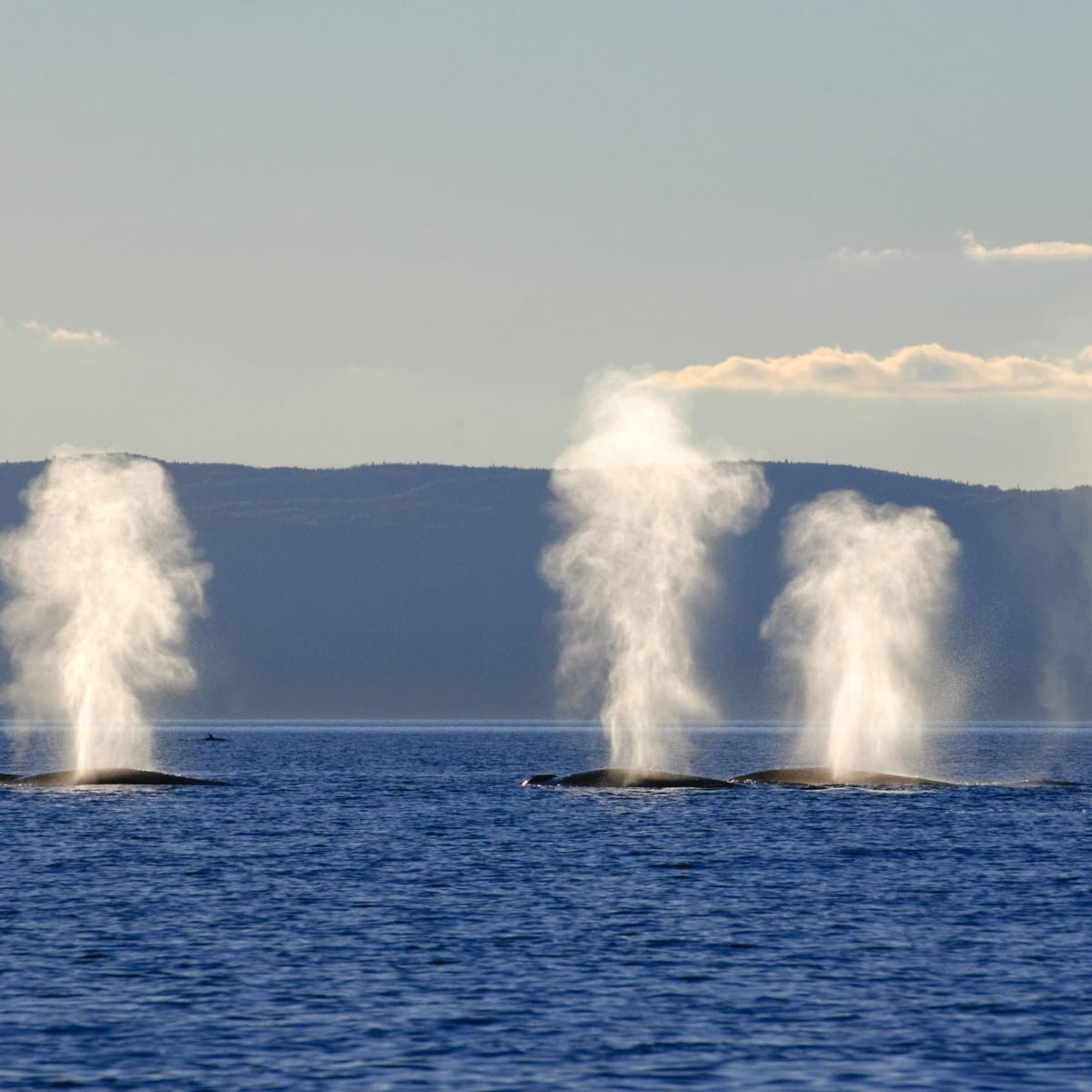 Whales