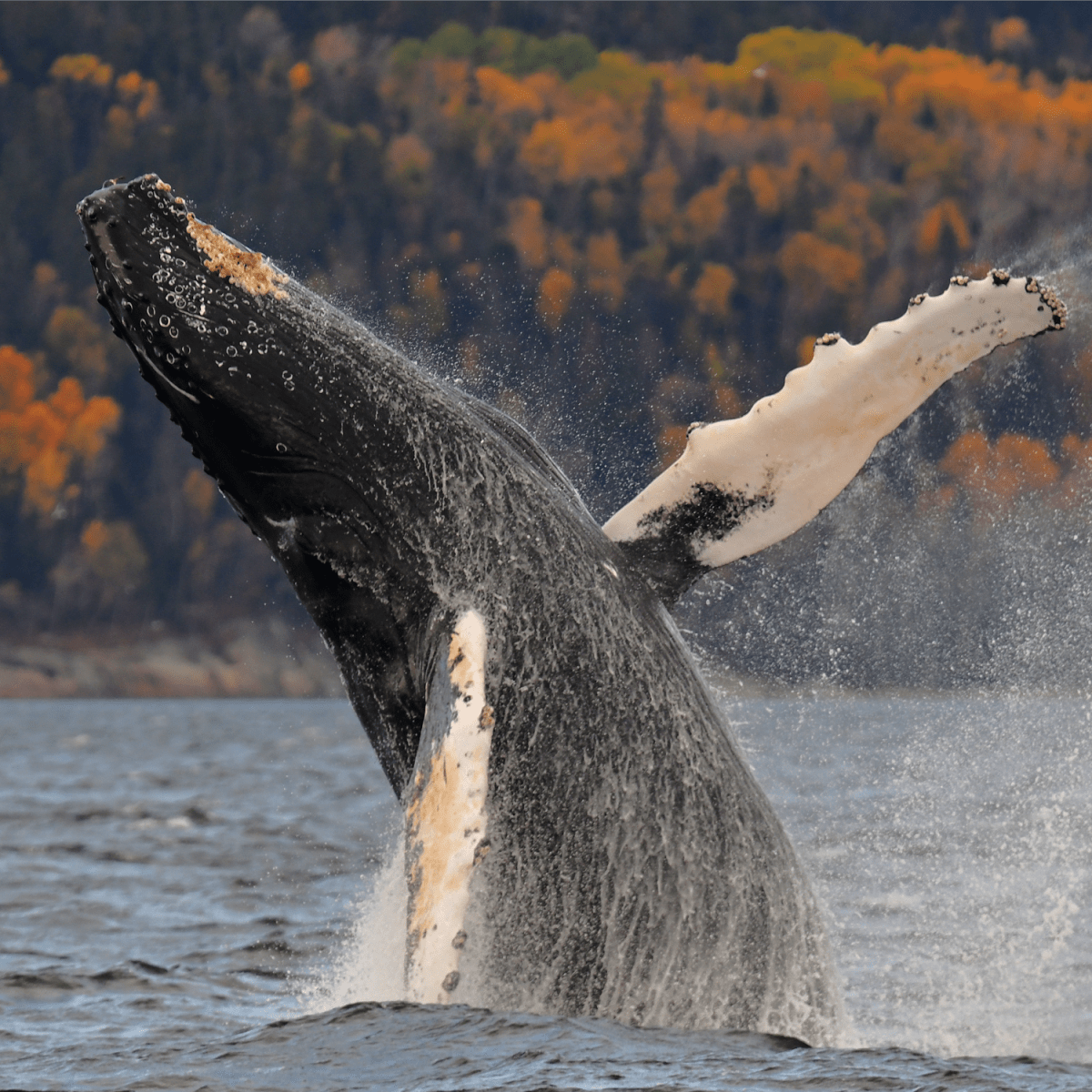 Baleine à bosse sortant de l'eau.