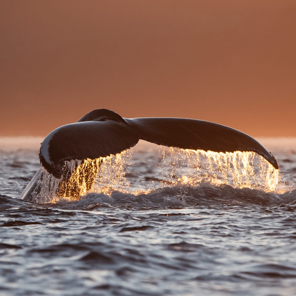 Queue de baleine sortant de l'eau.
