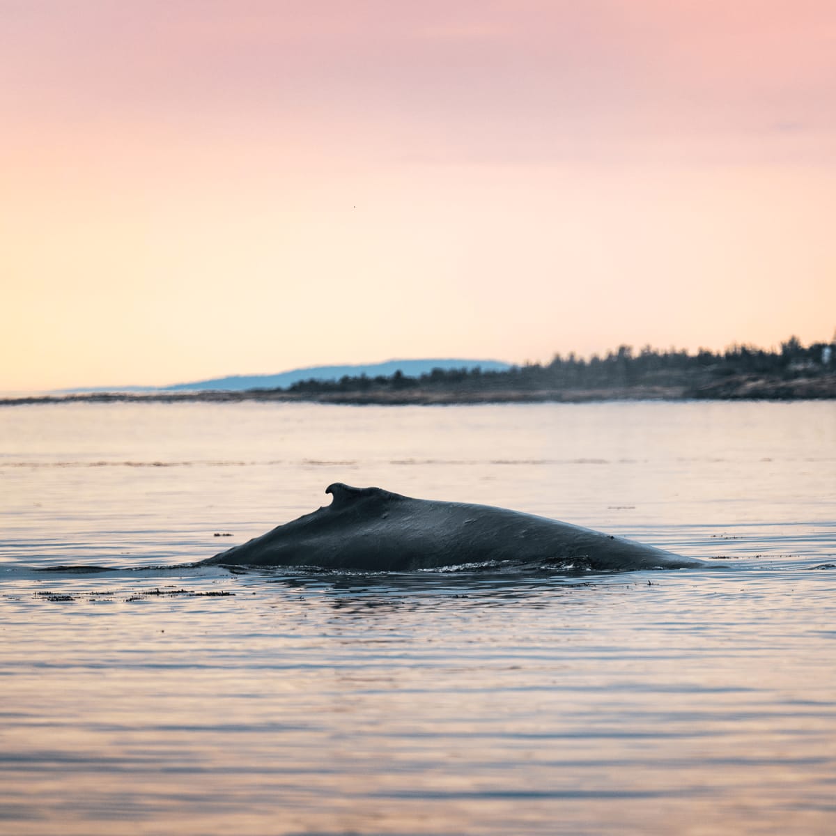 Nageoir dorsale d'une baleine à la surface de l'eau. 