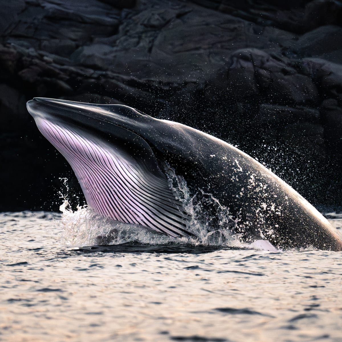 Tête de baleine hors de l'eau. 