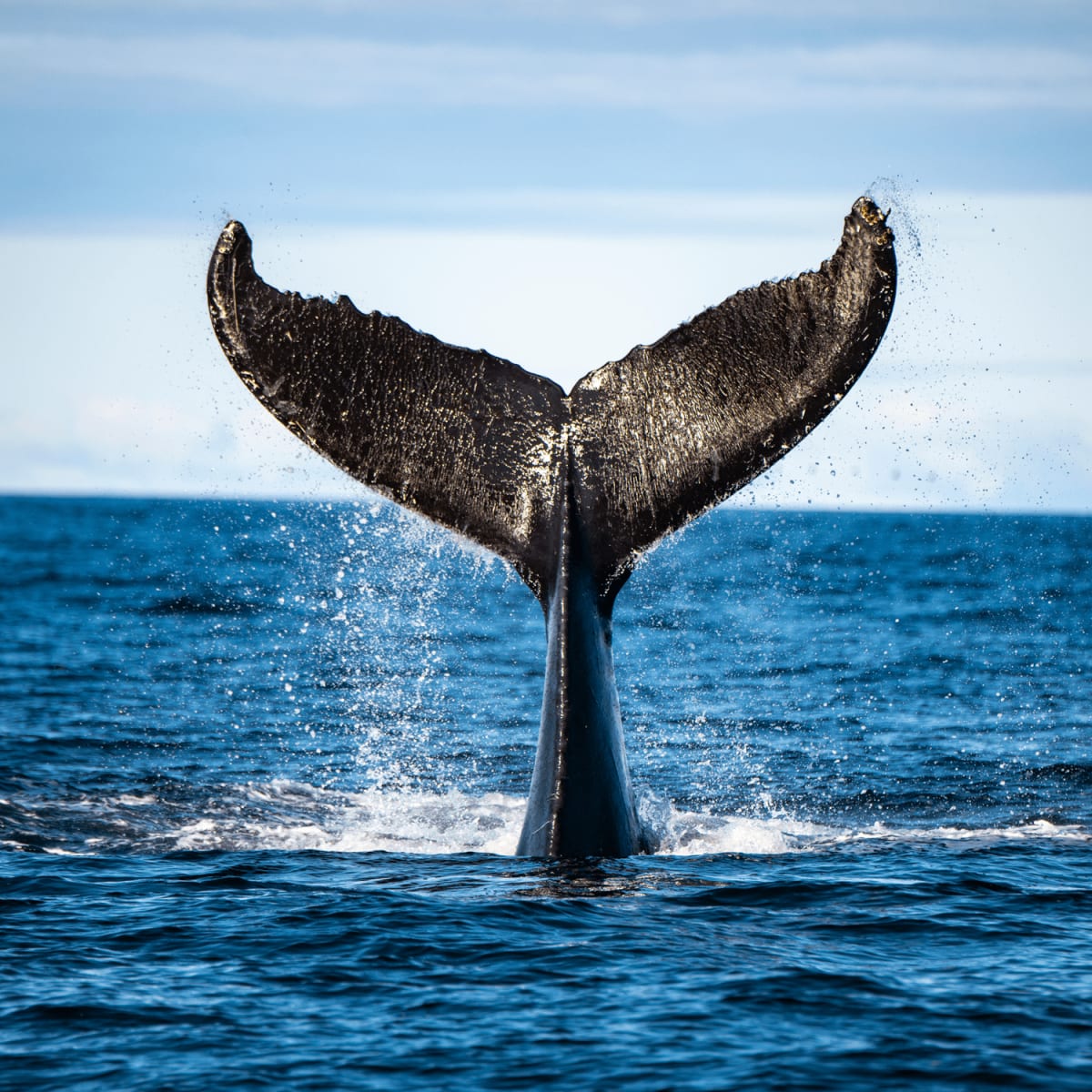 A whale's tail breaking the surface.
