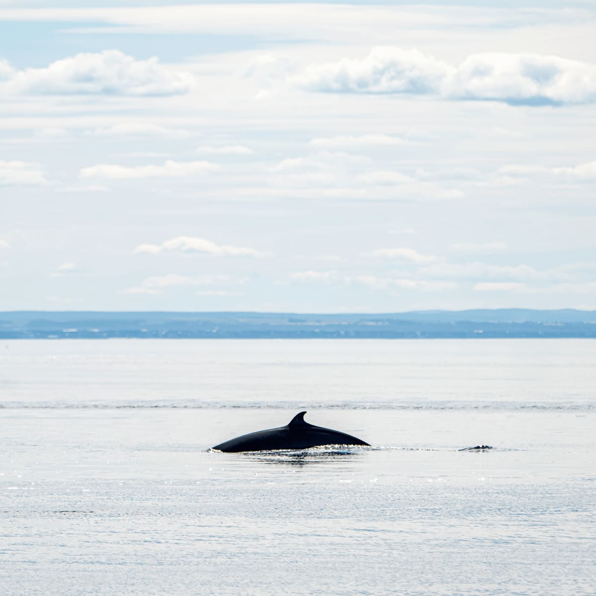 A small whale fin sticking out of the water. 