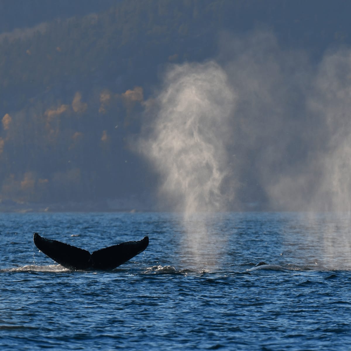 A whale's tail breaking the surface.
