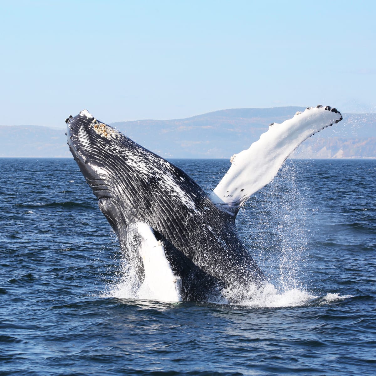 A whale jumping out of the water.