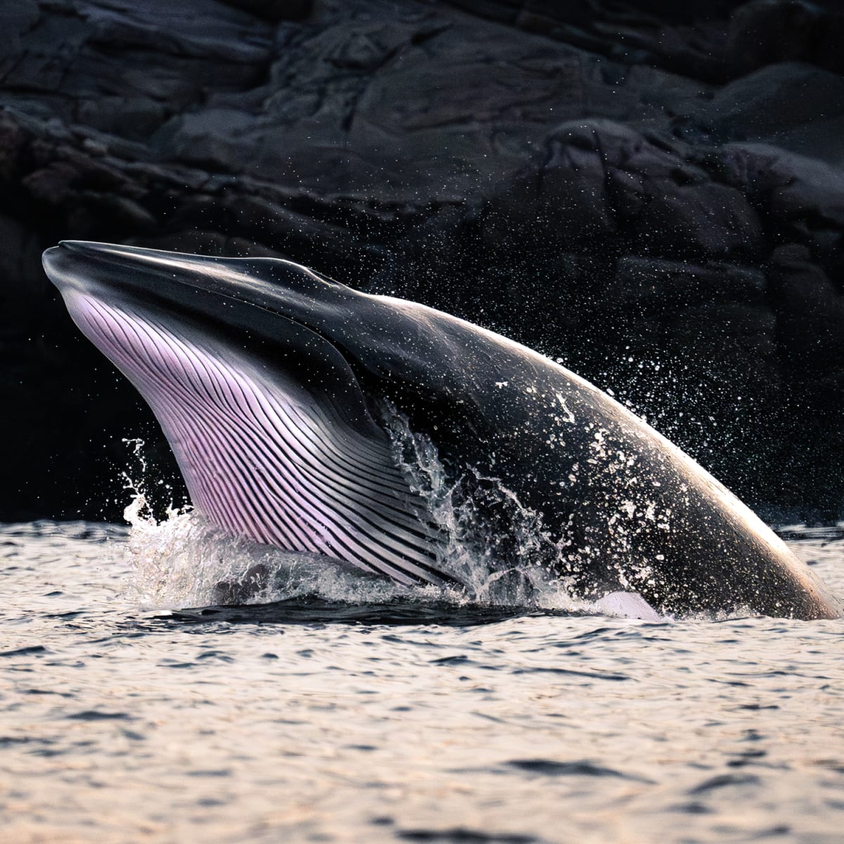 A whale's head breaking the surface. 