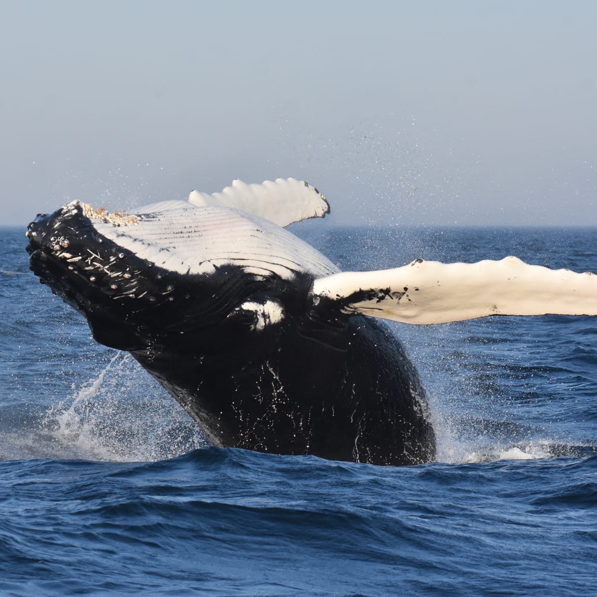 Whale coming out of the water.