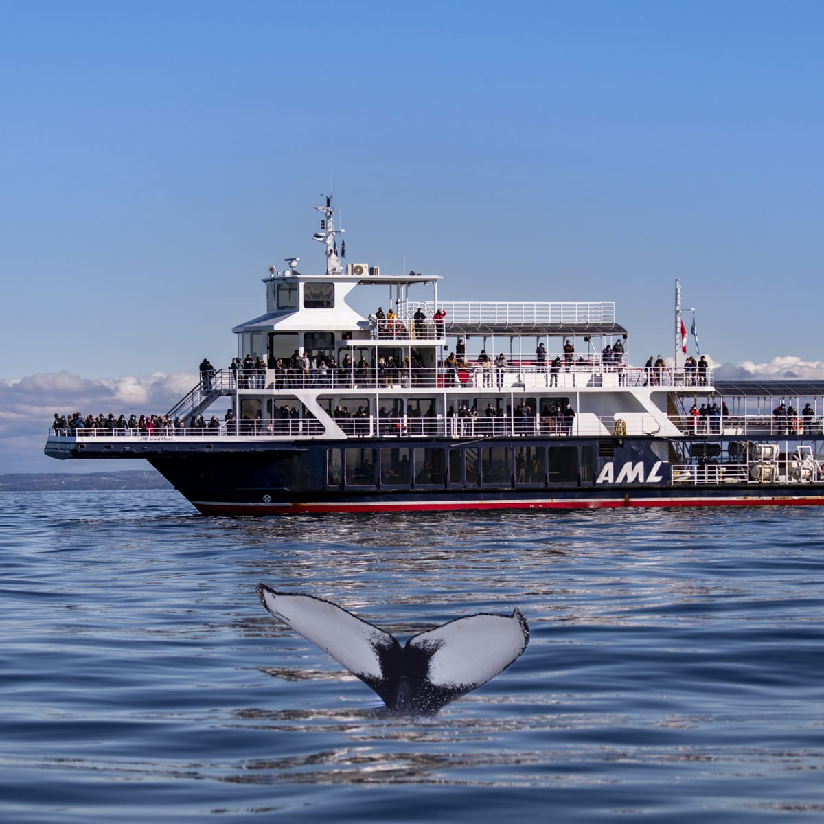 Whale coming out of the water next to a cruise ship.