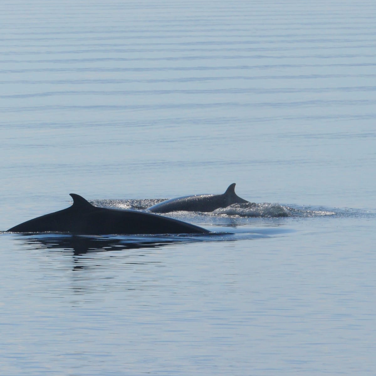 Two whales in the water.