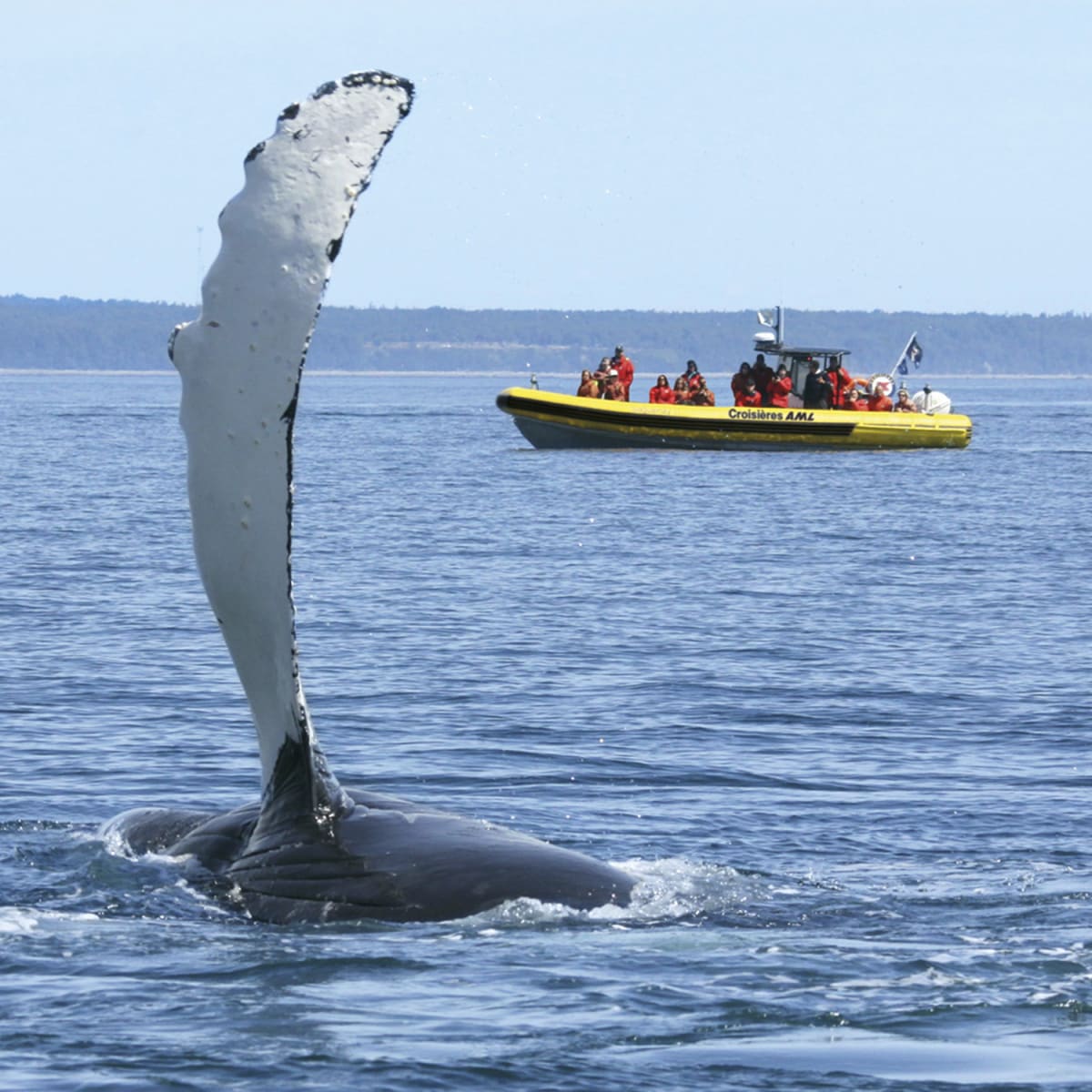 Whale fin outside of the water next to a zodiac.