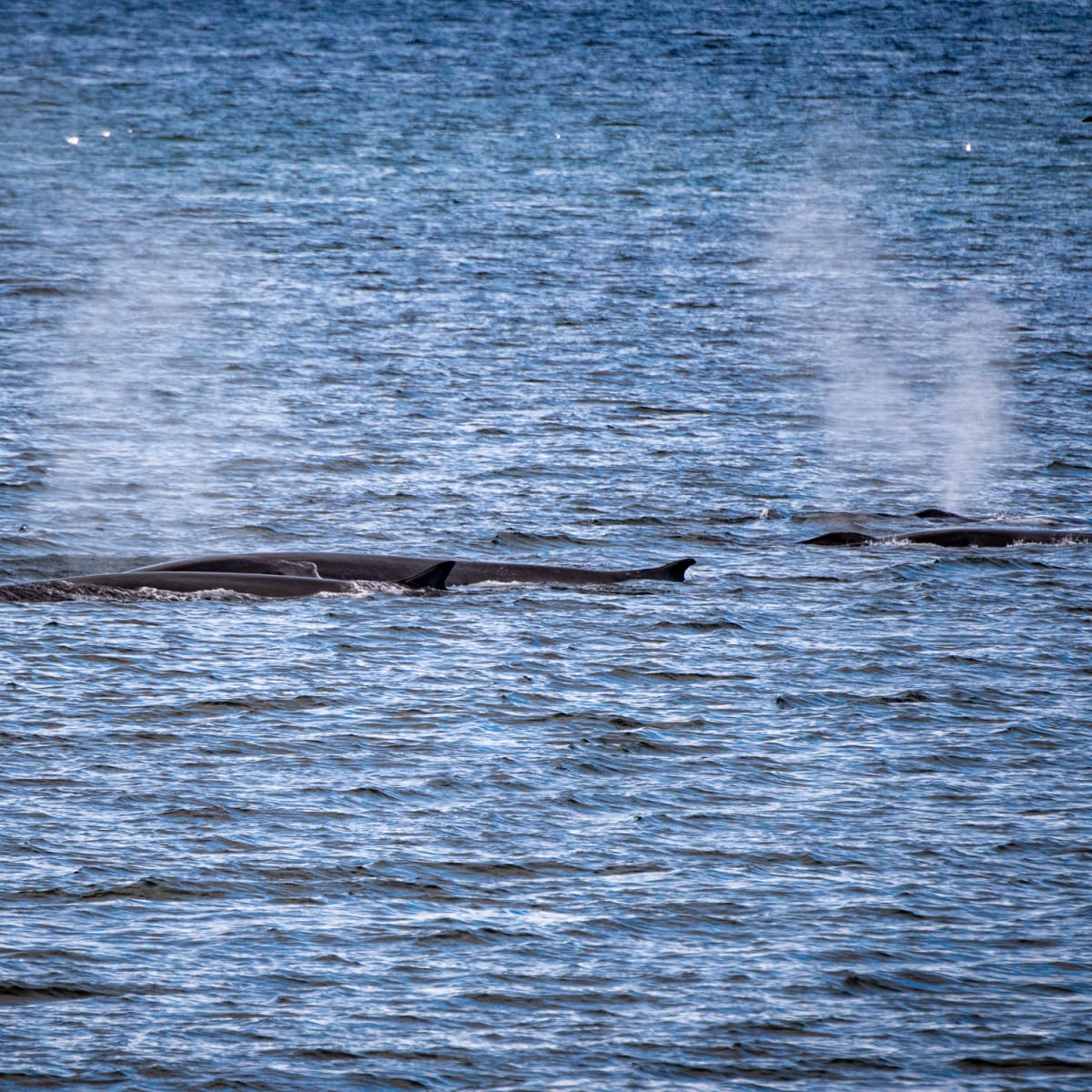 Two whales in the water and visible breaths.