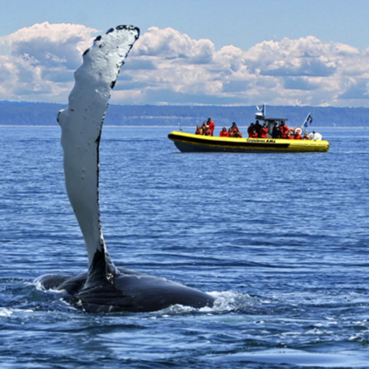 Croisière aux baleines