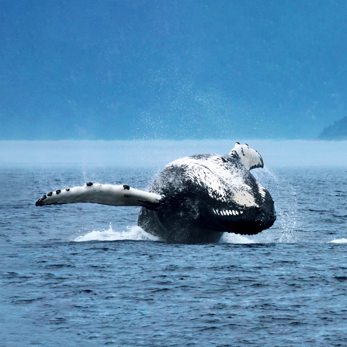 Baleine en train d'émerger de l'eau.