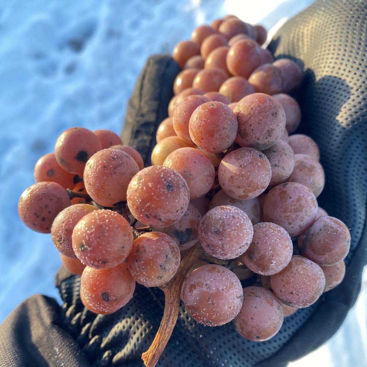 Vignoble de l’Orpailleur