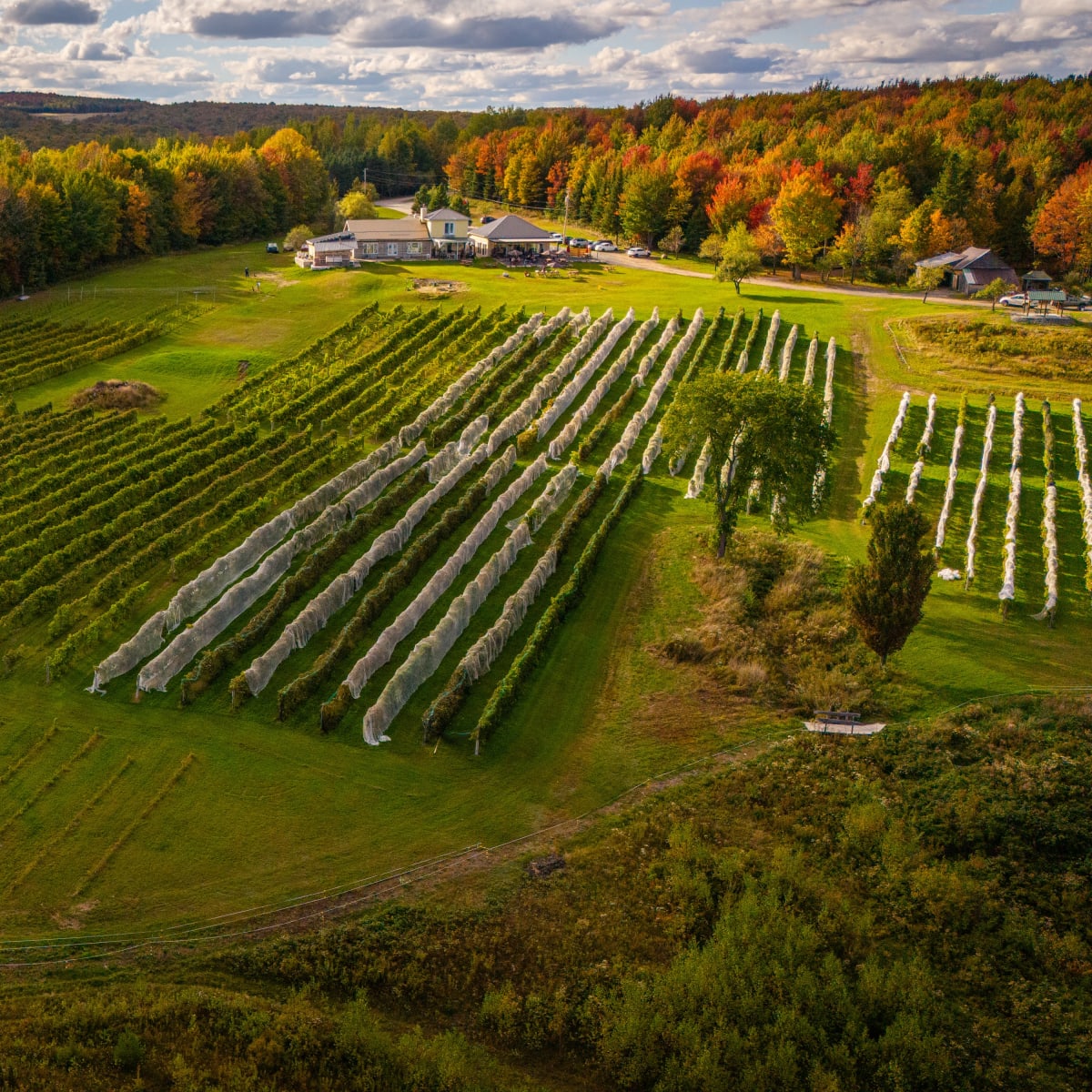 Vue aérienne du Vignoble Les Côtes du Gavet en automne.