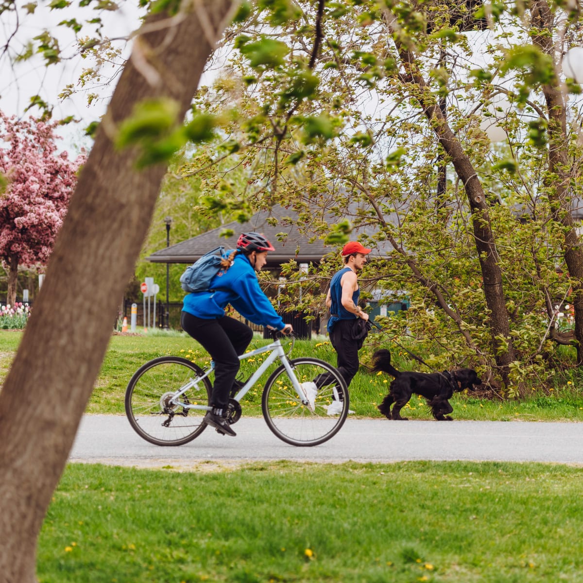 Cyclists on a paved path, with a tree in bloom in the background.