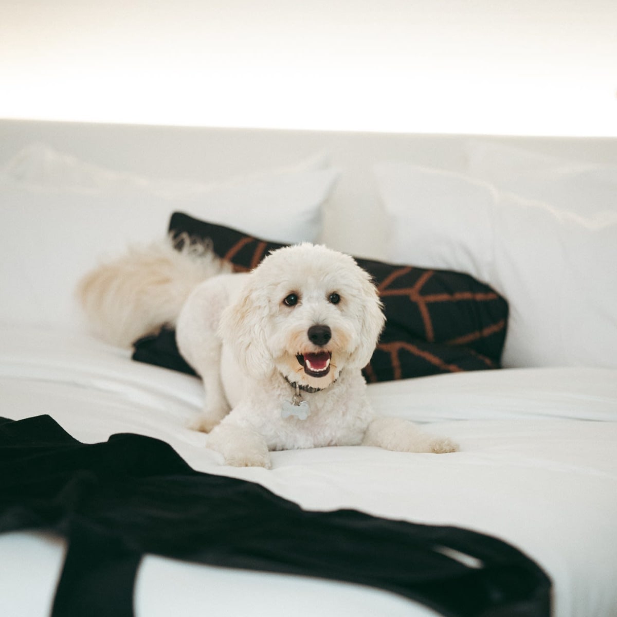Dog on a bed at the hotel W Montréal.