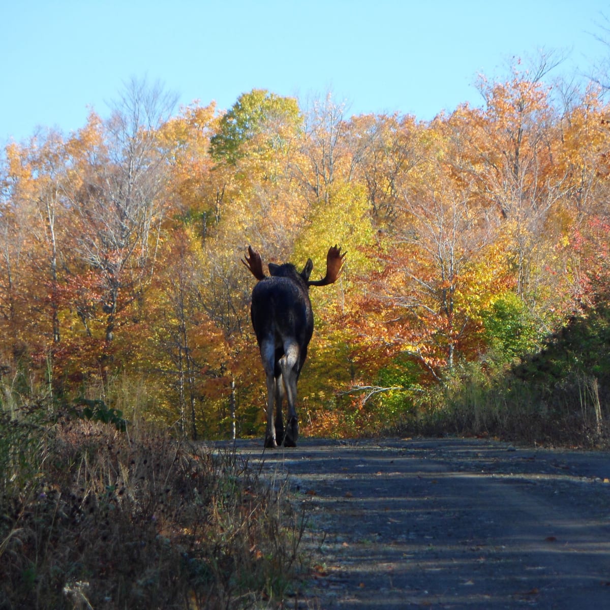 Un orignal en automne au Zec Owen.