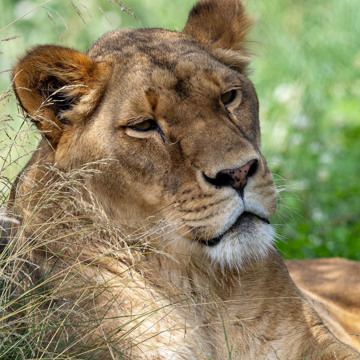 Parc animalier - Zoo de Granby