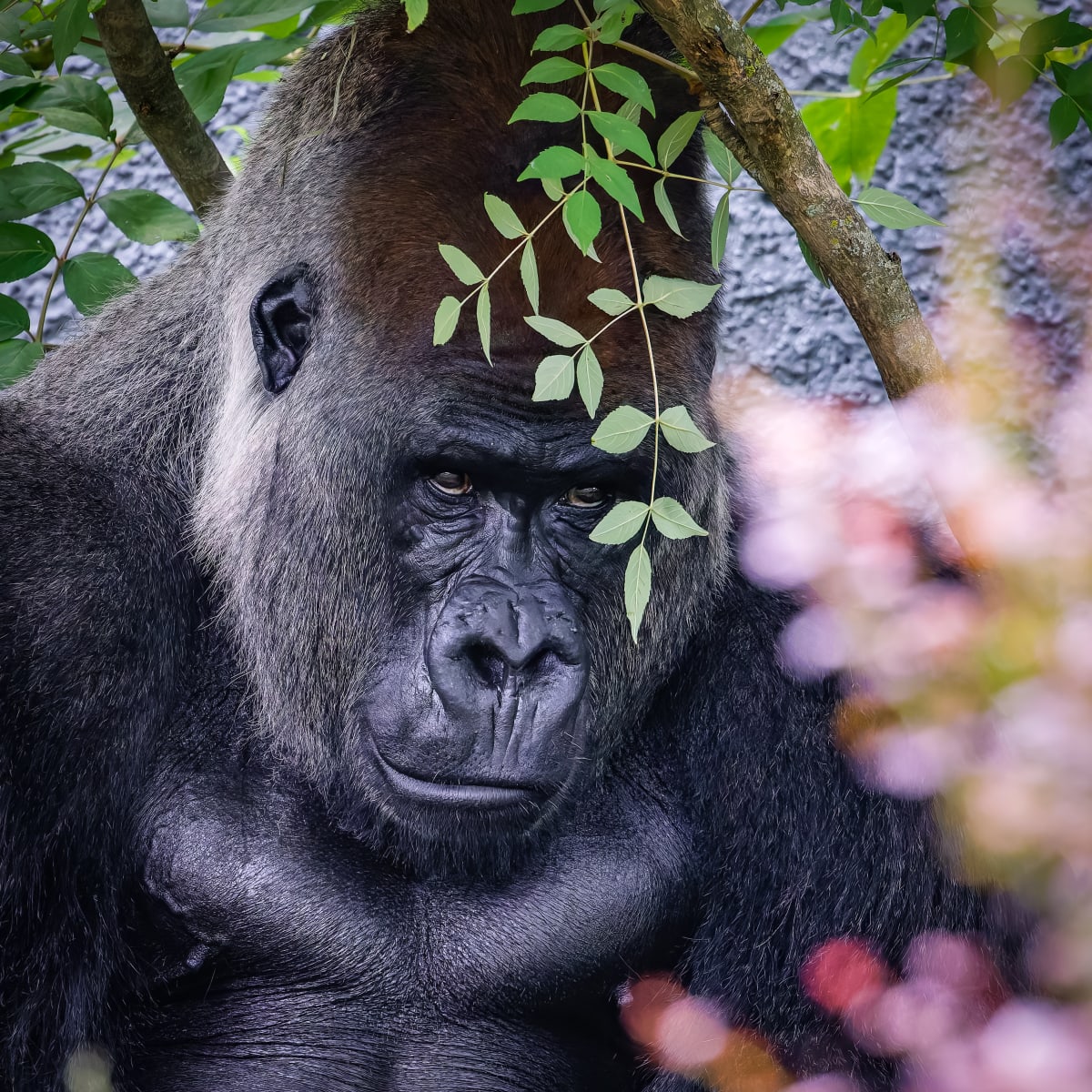 Parc animalier - Zoo de Granby